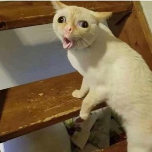 Meet your Posher, Zachary